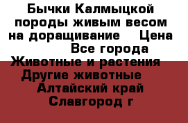 Бычки Калмыцкой породы живым весом на доращивание. › Цена ­ 135 - Все города Животные и растения » Другие животные   . Алтайский край,Славгород г.